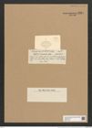 Rhaphoneis ? mammalis Castr. (de-Toni-Nr.: Genus 78, Species 2822) Zeichnungen Sammlung Grunow Nr. 5784 (NHMW-BOT-W0374184)